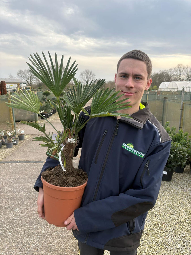 Trachycarpus Wagnerianus 5 Litre Pot
