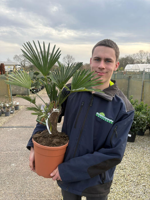 Trachycarpus Wagnerianus 5 Litre Pot