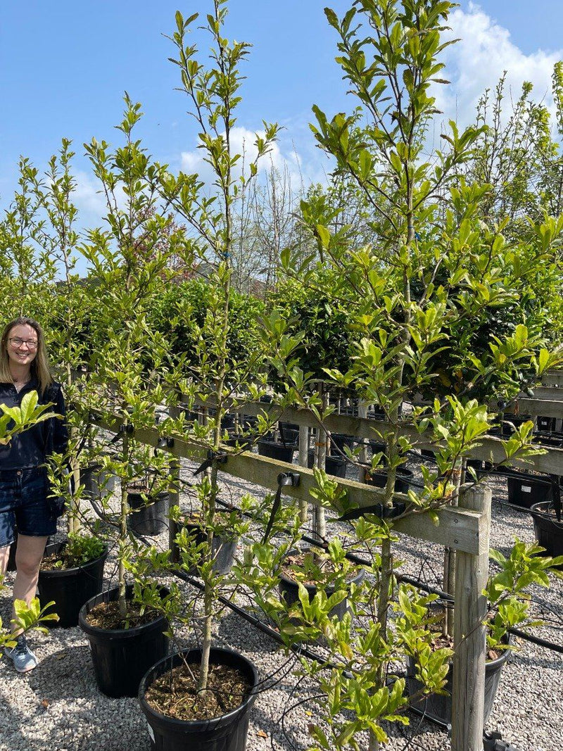 Magnolia Stellata Royal Star 6-8cm Standard 30 Litre Pot