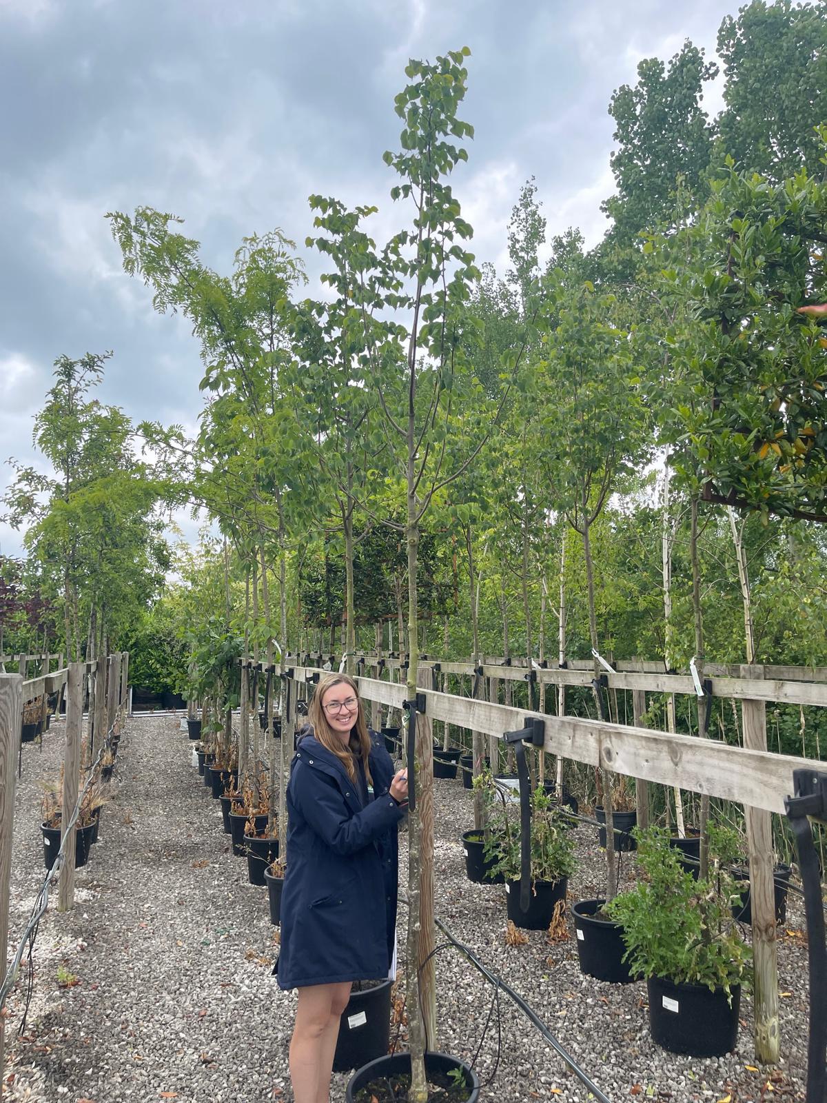 Tilia C. Greenspire Heavy Standard 10-12cm Girth Root Ball Delivery From November Onwards