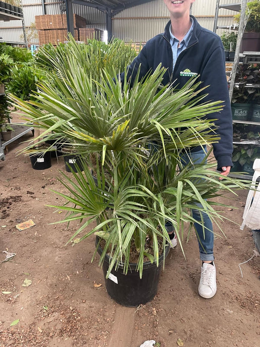 Chamaerops Humilis 70 Litre Pot