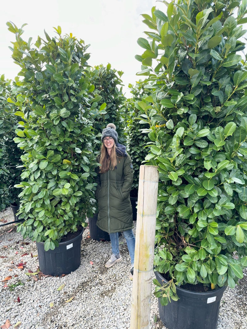 Laurel Hedging Specimen Clipped 230/240cm Tall & 100/120 Wide Pot Grown