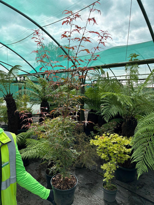 Acer Palmatum Jerre Schwartz 3 Litre Pot
