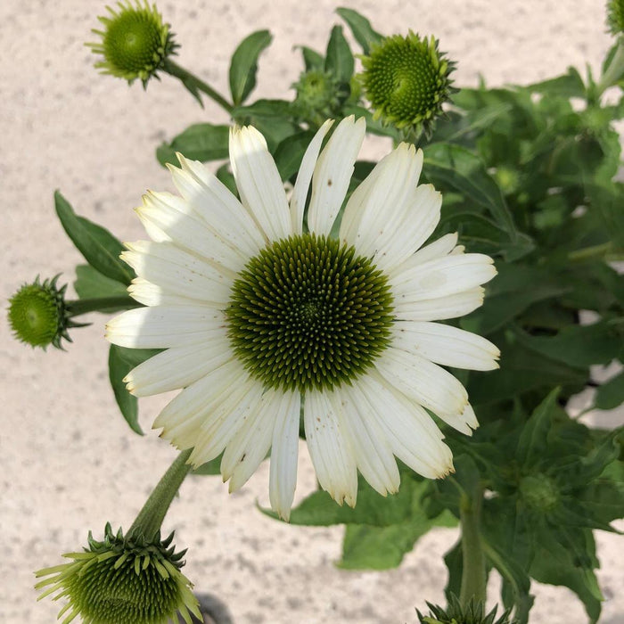 Echinacea Purpurea Pow Wow White 5 Litre Pot