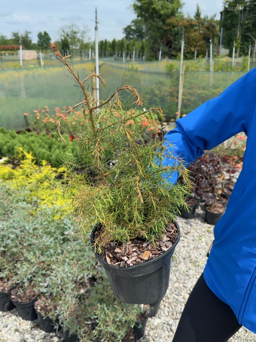 Cryptomeria japonica 'Elegans' - Japanese Cedar 3 Litre Pot