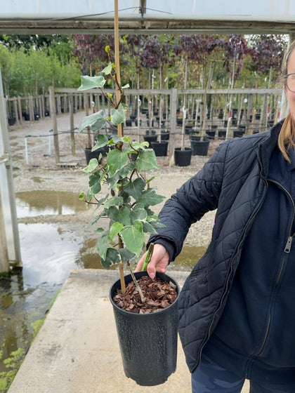 Hedera canariensis 'Gloire de Marengo'  3 Litre Pot