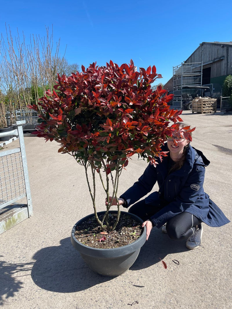 Photinia Red Robin Parachute Bush 140/150cm