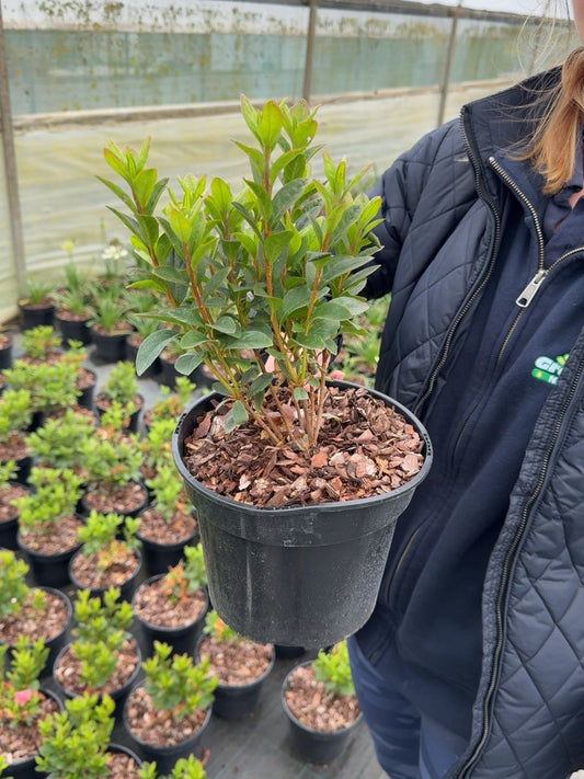 Azalea Glendoick® 'Candyfloss' - Hybrid Azalea 3 Litre Pot