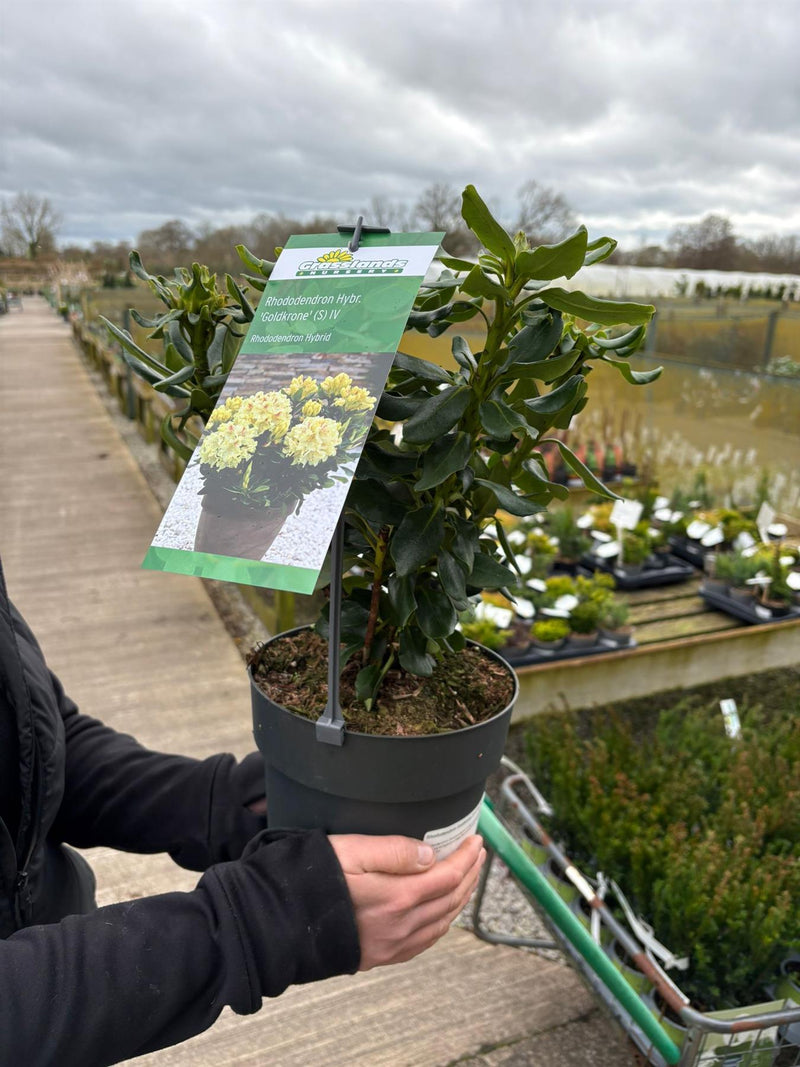 Rhododendron Goldkrone 3.4 Litre Pot