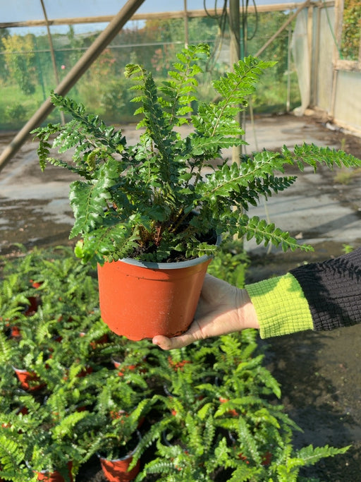 Polystichum Polyblepharum 2 Litre Pot