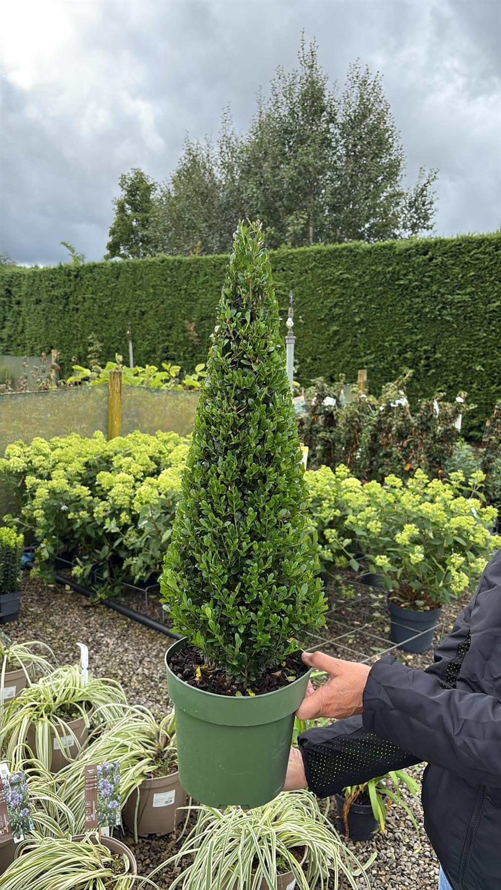 Ilex Crenata Jenny Cone 4 Litre Pot 50-60cm