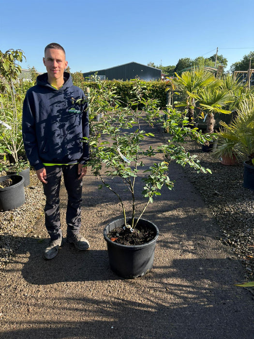 Amelanchier Lamarckii Multi Stem 100/125cm Order For June