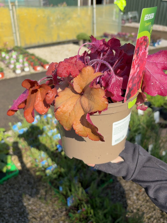 Heuchera Cranberry 2 Litre Pot