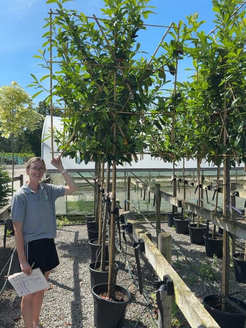 Prunus laur. Novita Pleached 150cm Stem 120x120cm
