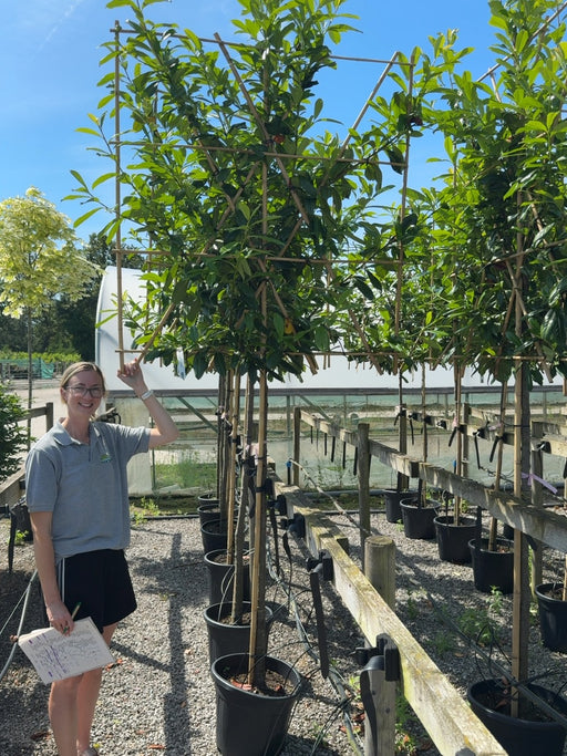 Prunus laur. Novita Pleached 150cm Stem 120x120cm