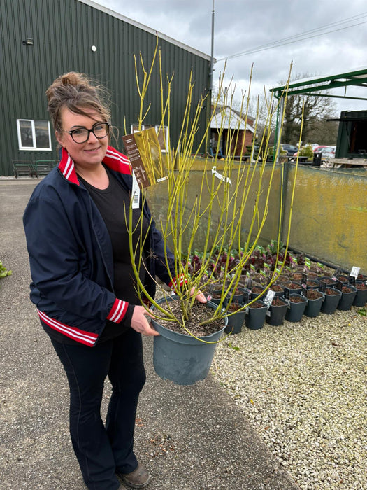 Cornus stol. Flaviramea 10 Litre Pot