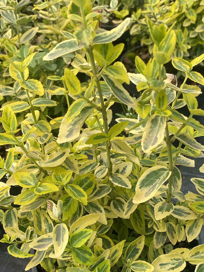 Euonymus Emerald and Gold 2 Litre Pot