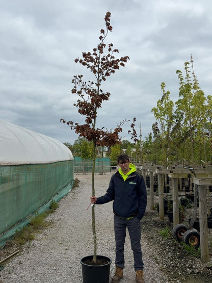 Fagus Sylvatica Atropunicea 10/12cm Girth Standard Root Ball Delivery November Onwards