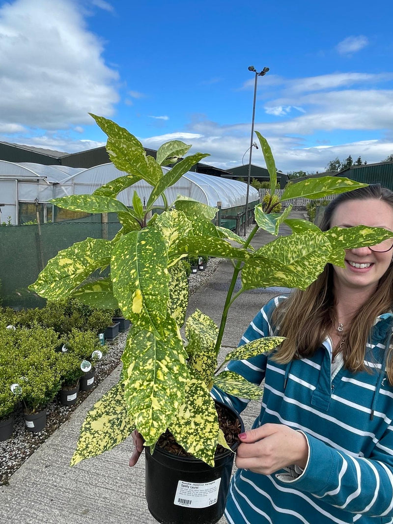 Aucuba Japonica Variegata 3 Litre Pot