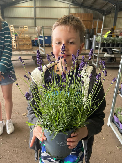 Lavender Angustifolia 3 Litre Pot