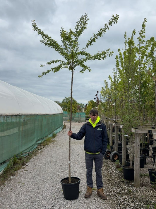 Prunus sub. Autumnalis Standard 8-10cm Girth
