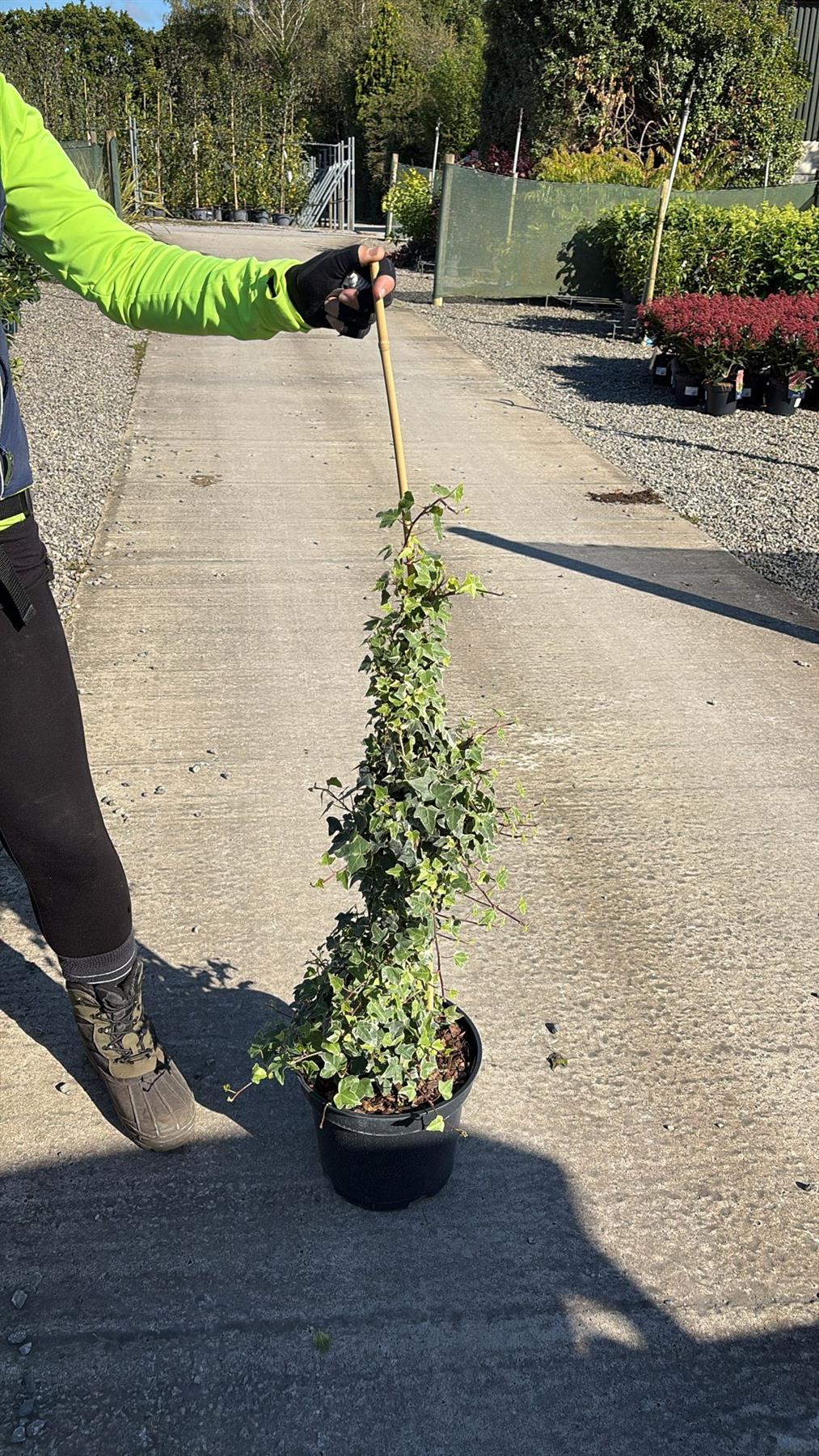 Hedera Glacier 7 Litre Pot