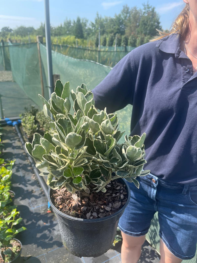 Euonymus Japonicus Kathy 2 Litre Pot