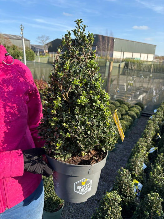 Ilex Crenata Dark Green Cone 5 Litre Pot 40-50cm