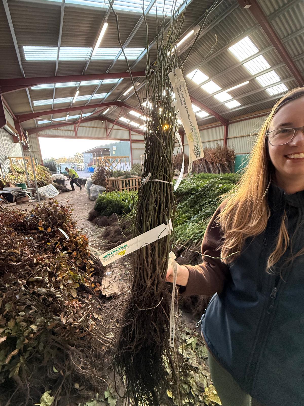 Rosa Canina Hedging Bare Root 40-60 cm Delivery from November