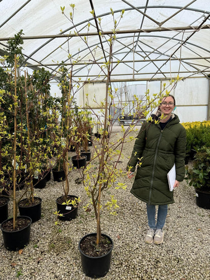 Cornus controversa Variegata 20 Litre Pot 175-200cm Tall