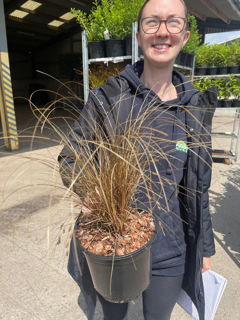 Carex Comans Bronze 3 Litre Pot