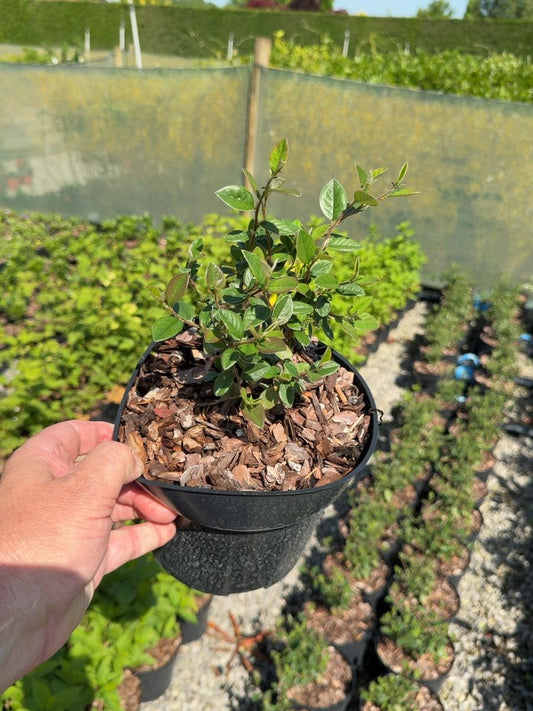 Cotoneaster lacteus - Late Cotoneaster 3 Litre Pot