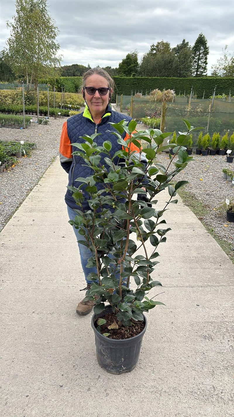 Camellia Jap. Rosedale's Beauty 18 Litre Pot — Grasslands Nursery