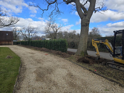 Laurel Hedging, Cherry Laurel Genolia 1.8m x 1m Instant Hedge Unit