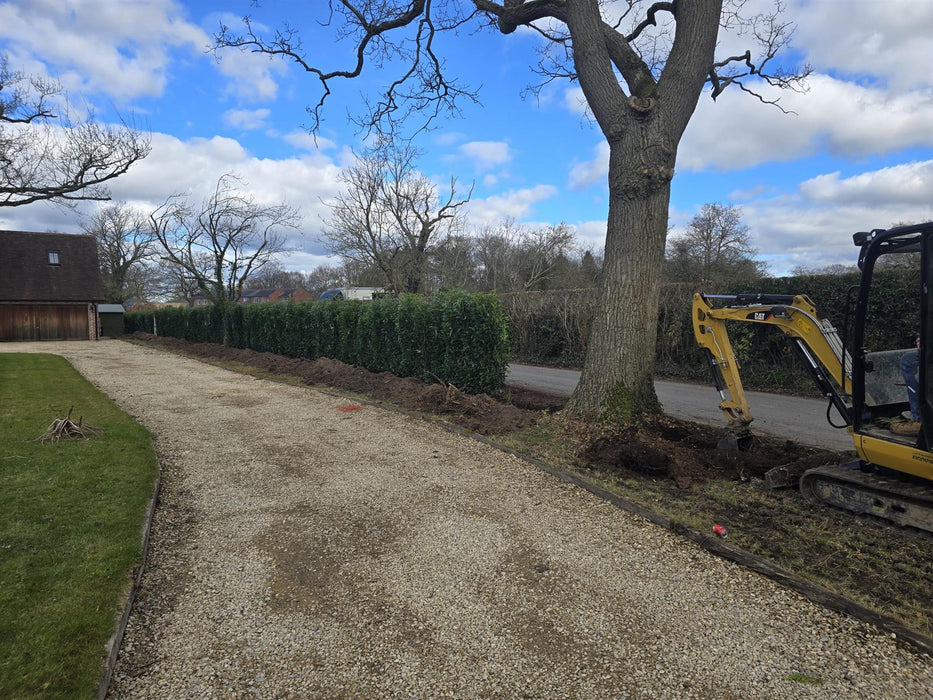 Laurel Hedging, Cherry Laurel Genolia 1.8m x 1m Instant Hedge Unit