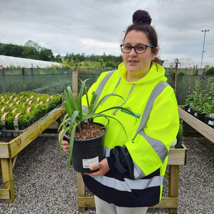 Agapanthus Poppin Purple 4.5 Litre Pot