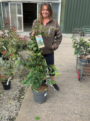 Parrotia Persica 12 Litre Pot 100/125cm