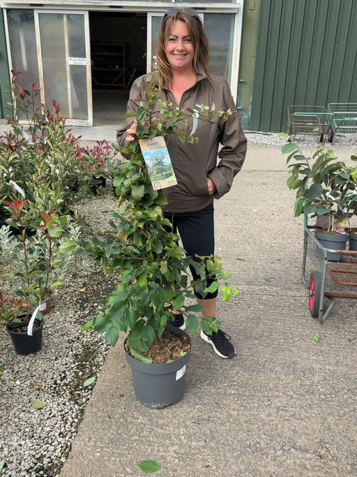 Parrotia Persica 12 Litre Pot 100/125cm