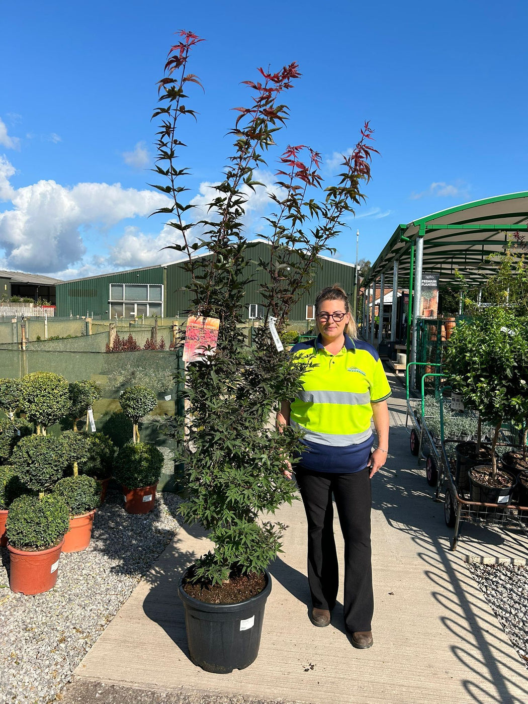Acer Palmatum Twombly's Red Sentinel 35 Litre Pot — Grasslands Nursery