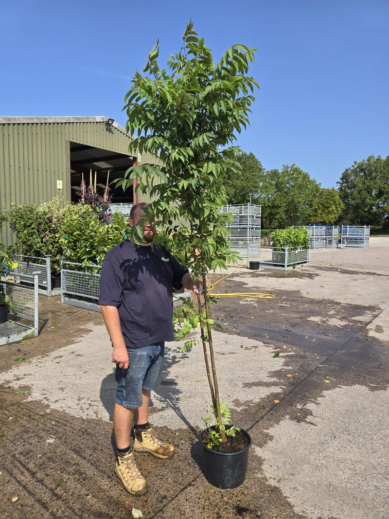 Toona Sinensis Flamingo 20 Litre 175-200cm  Grasslands Nursery