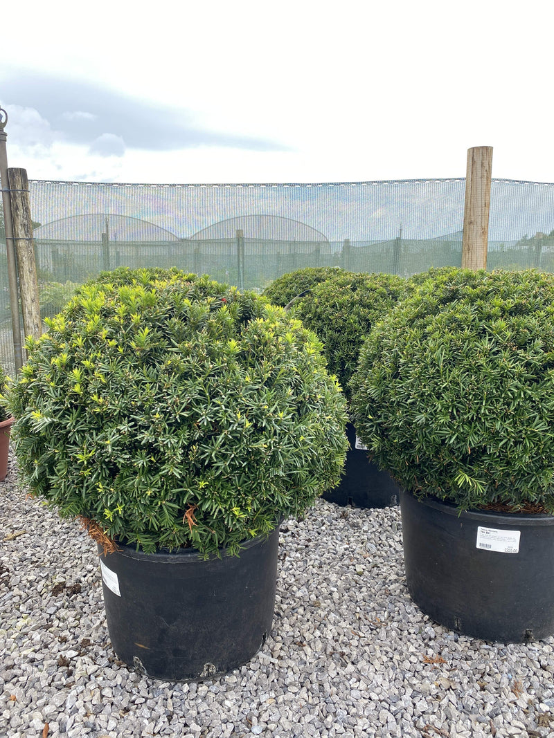 Taxus Baccata Ball 60cm