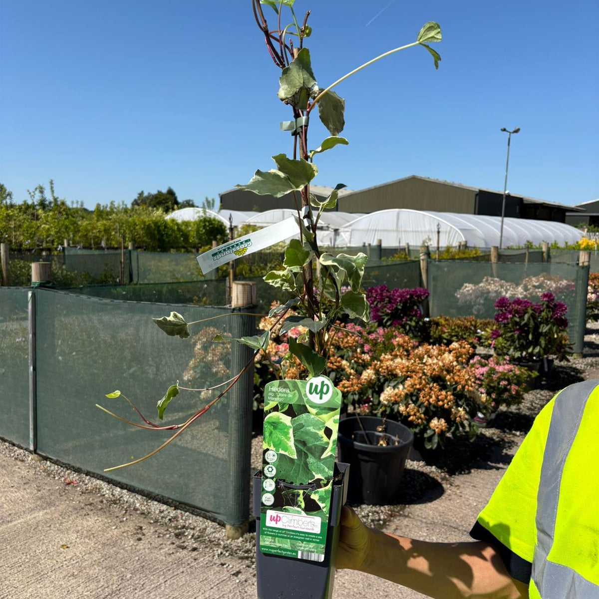 Hedera Glorie de Marengo 1.5 Litre Pot — Grasslands Nursery
