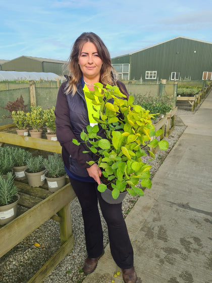 Cotinus Golden Spirit 4 Litre Pot 40/60cm