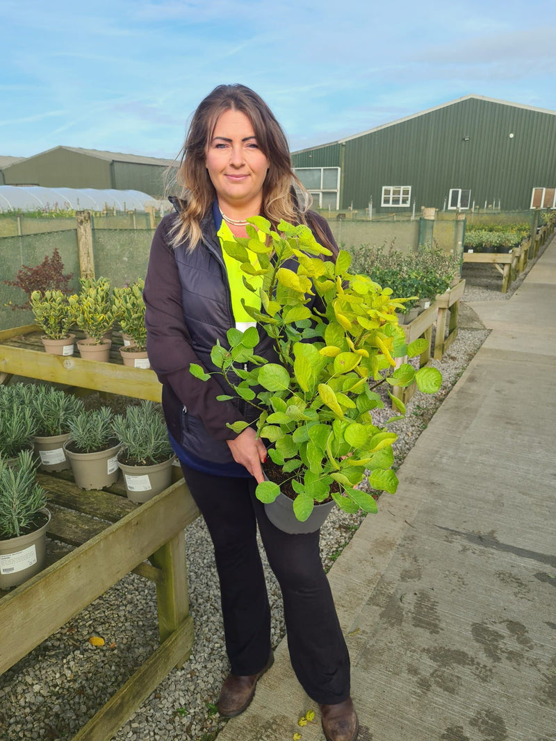 Cotinus Golden Spirit 4 Litre Pot 40/60cm