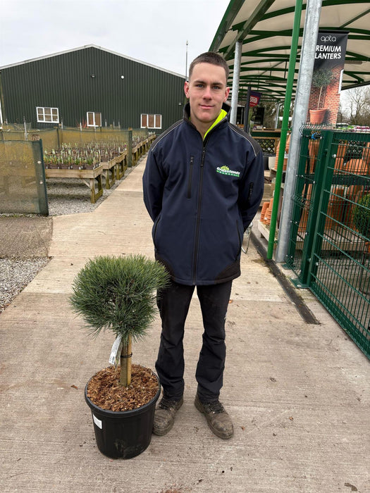Pinus Sylvestris Watereri 20 Litre Pot Quarter Standard
