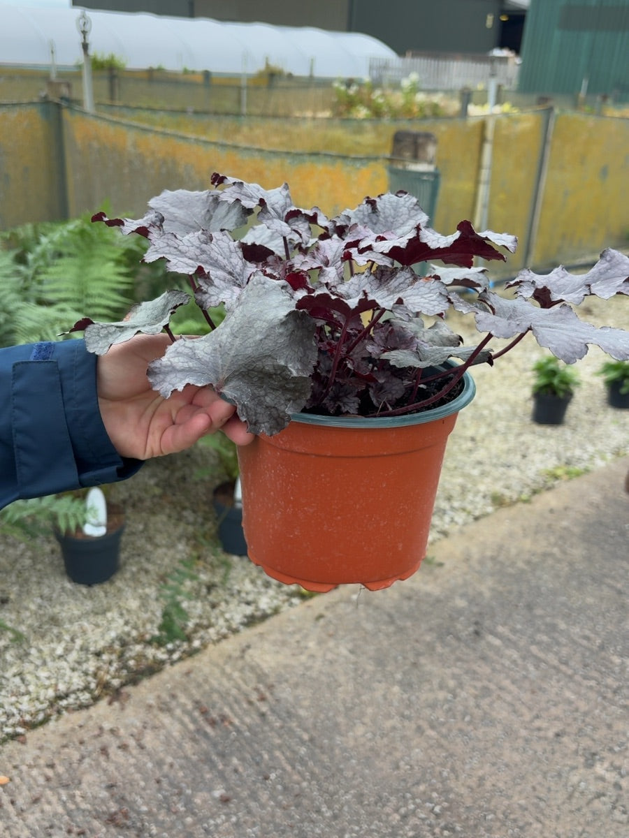Heuchera Plum Pudding 2 Litre Pot