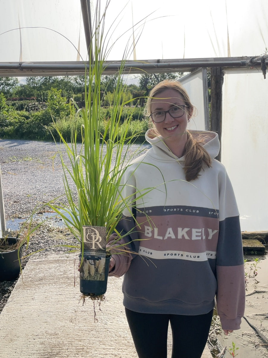 Cortaderia Selloana 1 Litre Pot
