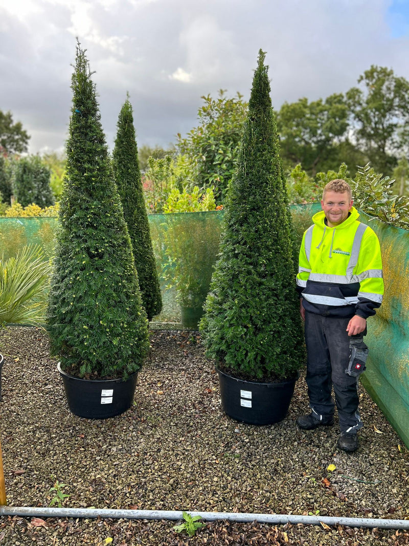 Yew Cone - Taxus Baccata 200/210cm Super Sized  Grasslands Nursery