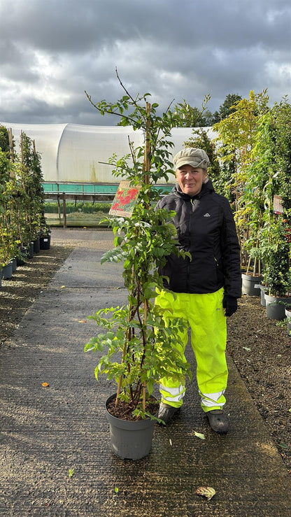 Campsis tag. Mme Galen 12 Litre 150/175cm