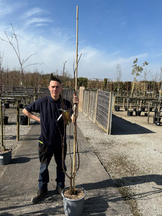 Liriodendron tulipifera Fastigiatum 15 Litre Pot